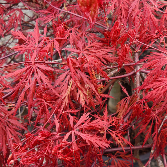 Acer Orangeola Japanese Maple tree in 15 gallon pot