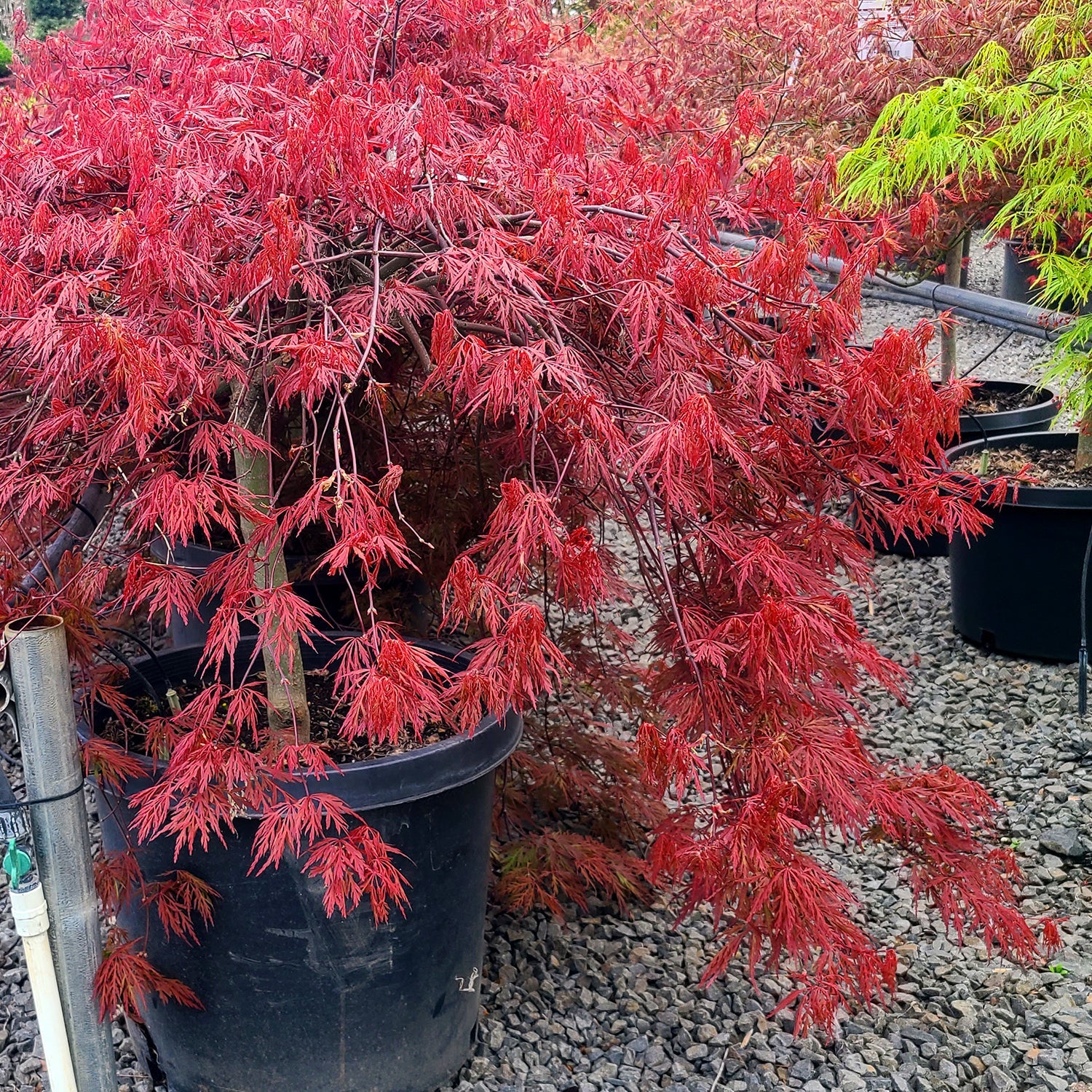 Orangeola Japanese Maple weeping foliage in orange-red fall color