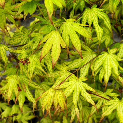 Peaches and Cream Japanese Maple in a 10 gallon pot