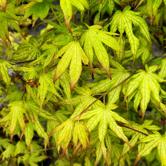 Peaches and Cream Japanese Maple in a 10 gallon pot