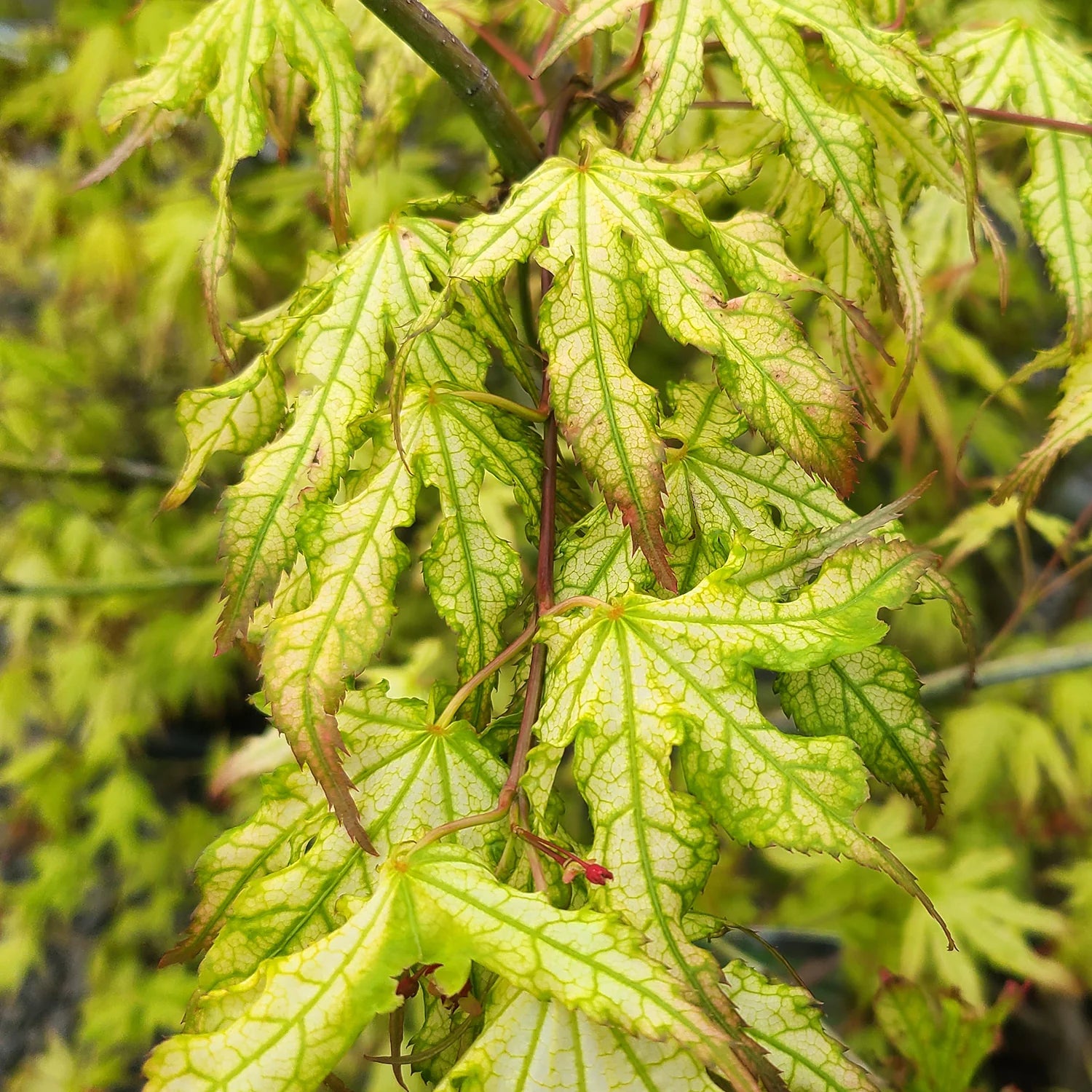Peaches and Cream Japanese Maple foliage showing pink, cream and green color transitions