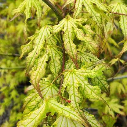 Peaches and Cream Japanese Maple foliage showing pink, cream and green color transitions