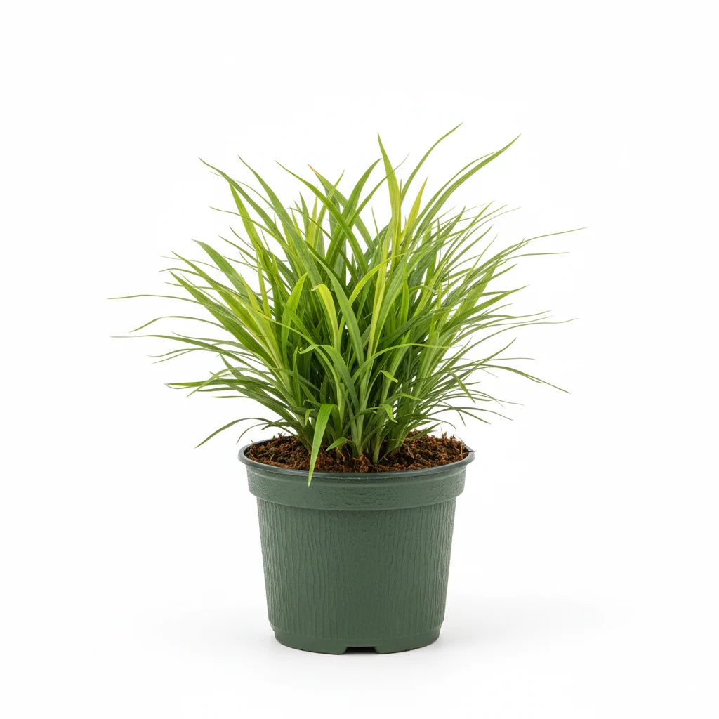 Sweet Flag Acorus gramineus plant in 1 gallon pot
