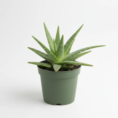 Aloe Vera indoor houseplant with succulent leaves