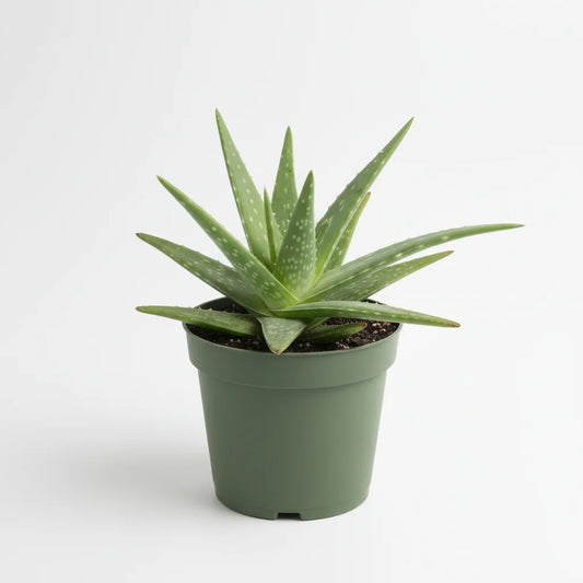 Aloe Vera indoor houseplant with succulent leaves