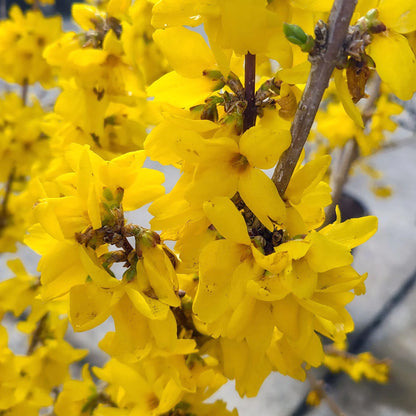 Forsythia Kolgold 5 gallon shrub with yellow flowers