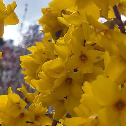Forsythia Kolgold shrub covered in bright yellow spring flowers