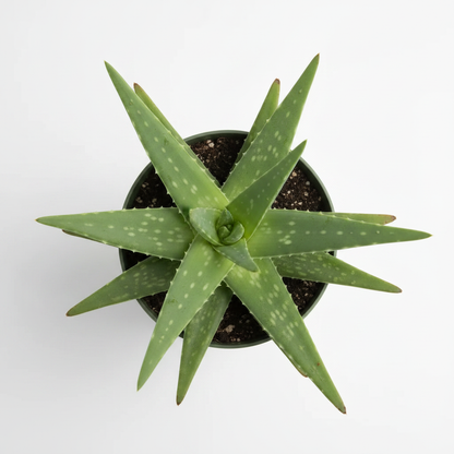Aloe vera plant top-down view showing rosette of thick succulent green leaves with white spots in a dark green nursery pot