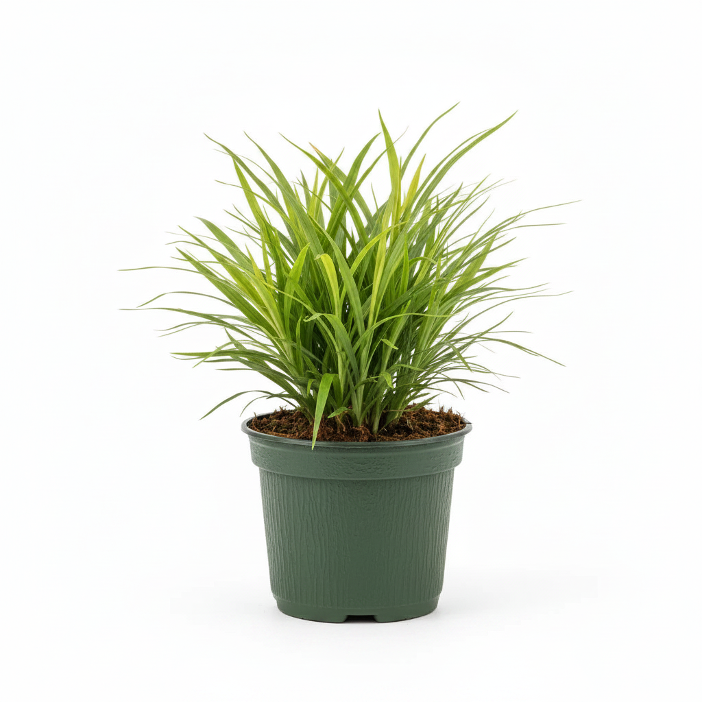 Acorus gramineus sweet flag side angle showing slender arching bright green blades in a dark green nursery pot
