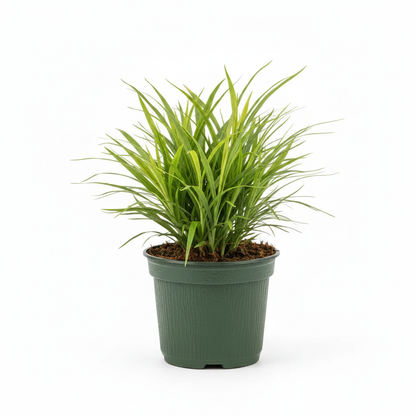 Acorus gramineus sweet flag side angle showing slender arching bright green blades in a dark green nursery pot