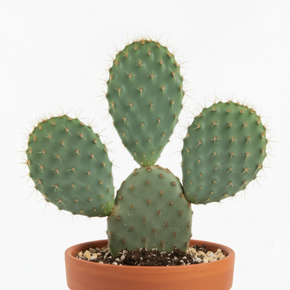 Prickly pear cactus side view showing flat oval pads with fine spines in a terracotta pot