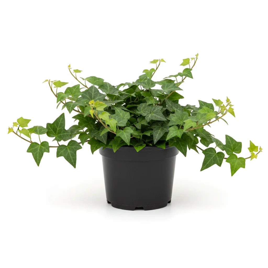 Ivy plant with lush green trailing vines