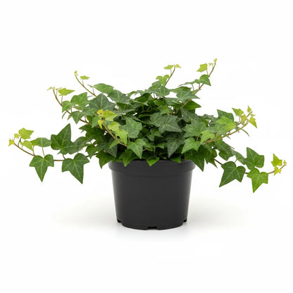 Ivy plant with lush green trailing vines