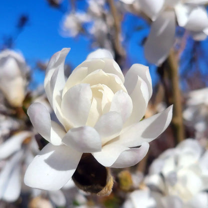 Magnolia 'Royal Star' in a 5-gallon pot, featuring white star-shaped flowers.