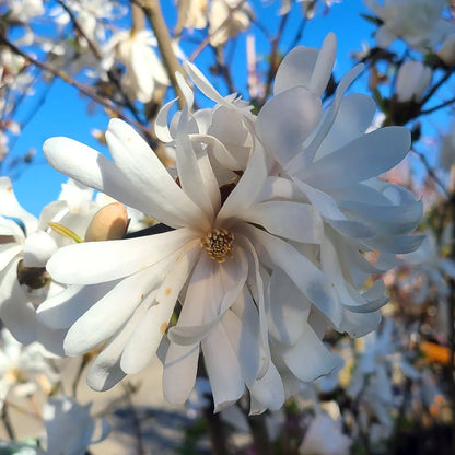 Royal Star Magnolia white star-shaped flowers on bare branches in spring