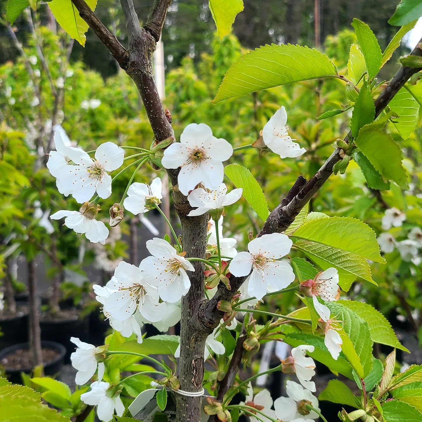 Montmorency cherry tree in a 7-gallon pot