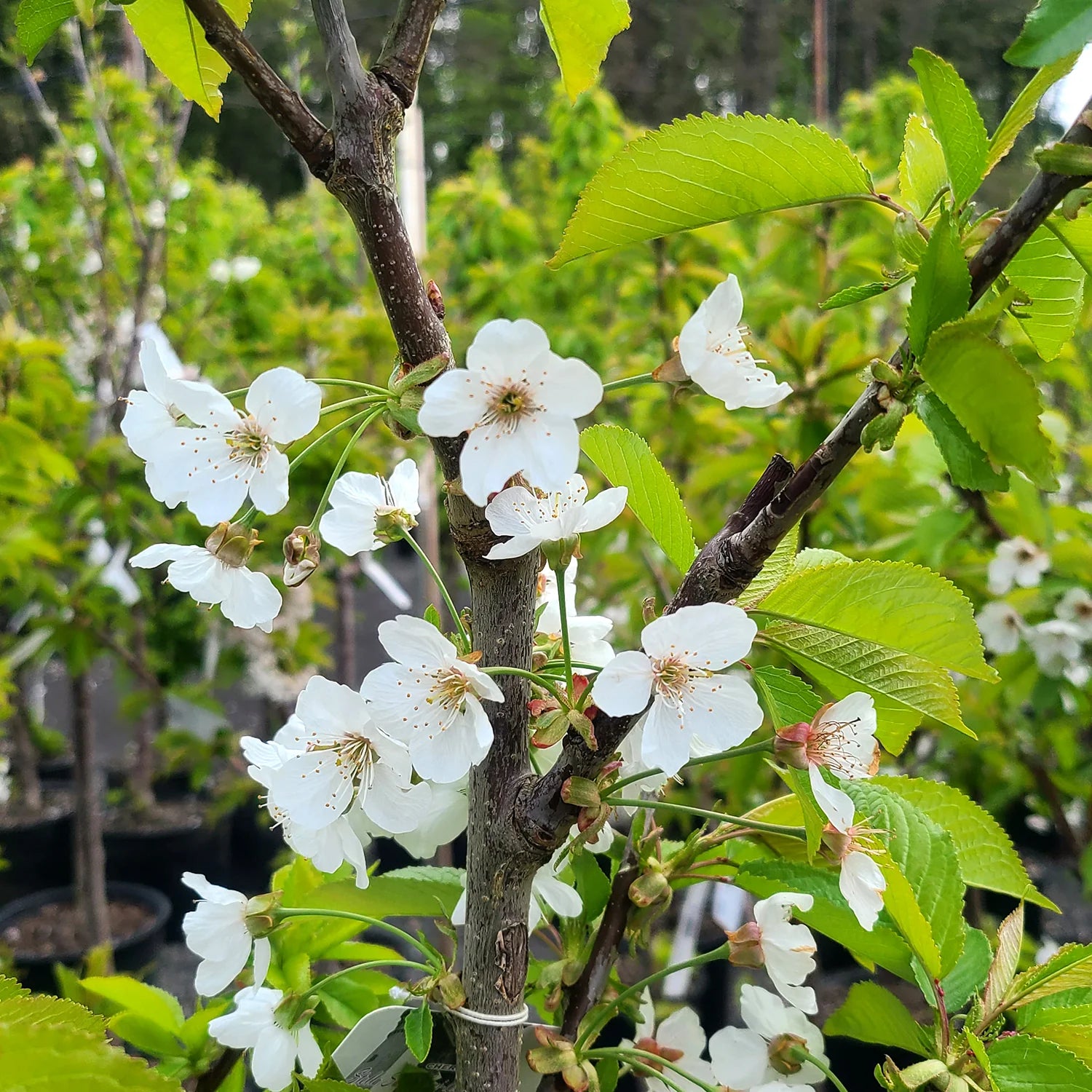 Montmorency cherry tree in a 7-gallon pot