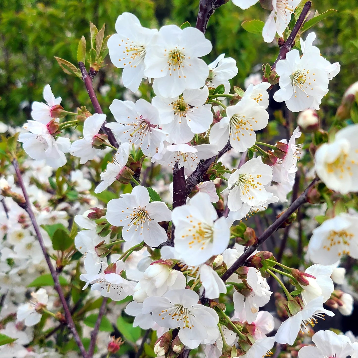 Montmorency sour cherry tree close-up showing fruit and foliage