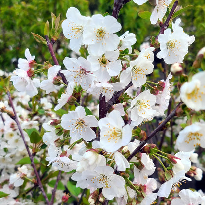 Montmorency sour cherry tree close-up showing fruit and foliage