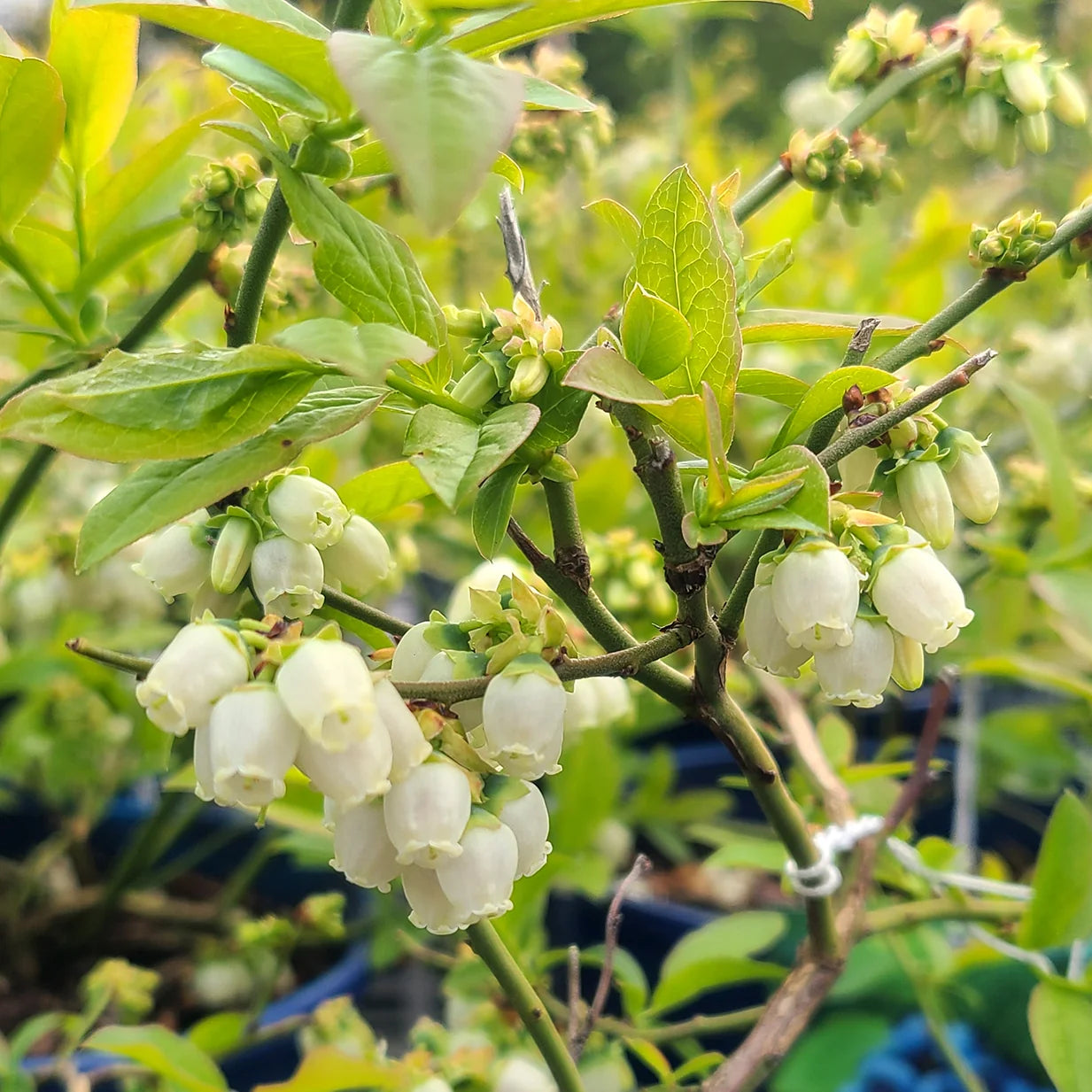 Vaccinium Northcountry Blueberry plant in a 1 gallon pot