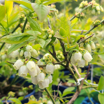 Vaccinium Northcountry Blueberry plant in a 1 gallon pot