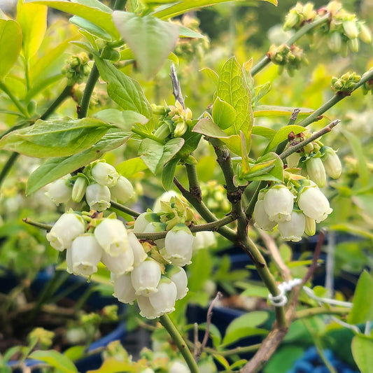 Vaccinium Northcountry Blueberry plant in a 1 gallon pot