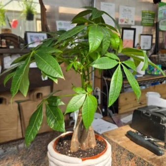 Pachira Money Tree indoor plant
