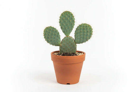 Prickly Pear Cactus with green pads