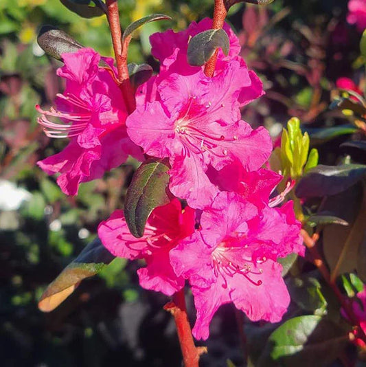 Landmark Rhododendron in a 2-gallon nursery pot.