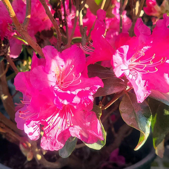 Landmark Rhododendron shrub with dark pink to red blooms in a 2-gallon pot