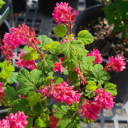 Ribes 'King Edward VII' flowering currant in a 1 gallon pot.