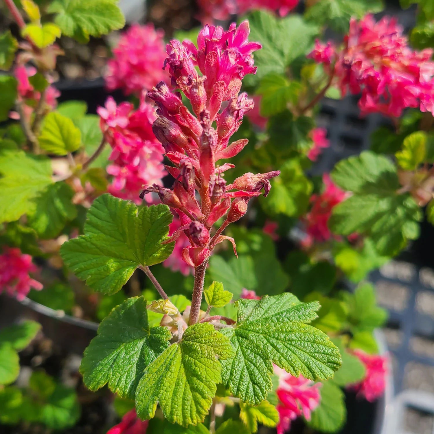 King Edward VII flowering currant crimson-pink flowers attracting pollinators