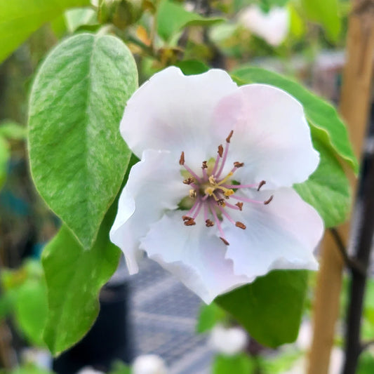 Cydonia oblonga Smyrna Quince tree in 2 gallon pot