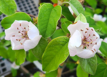 Smyrna Quince tree branches with aromatic yellow fruit