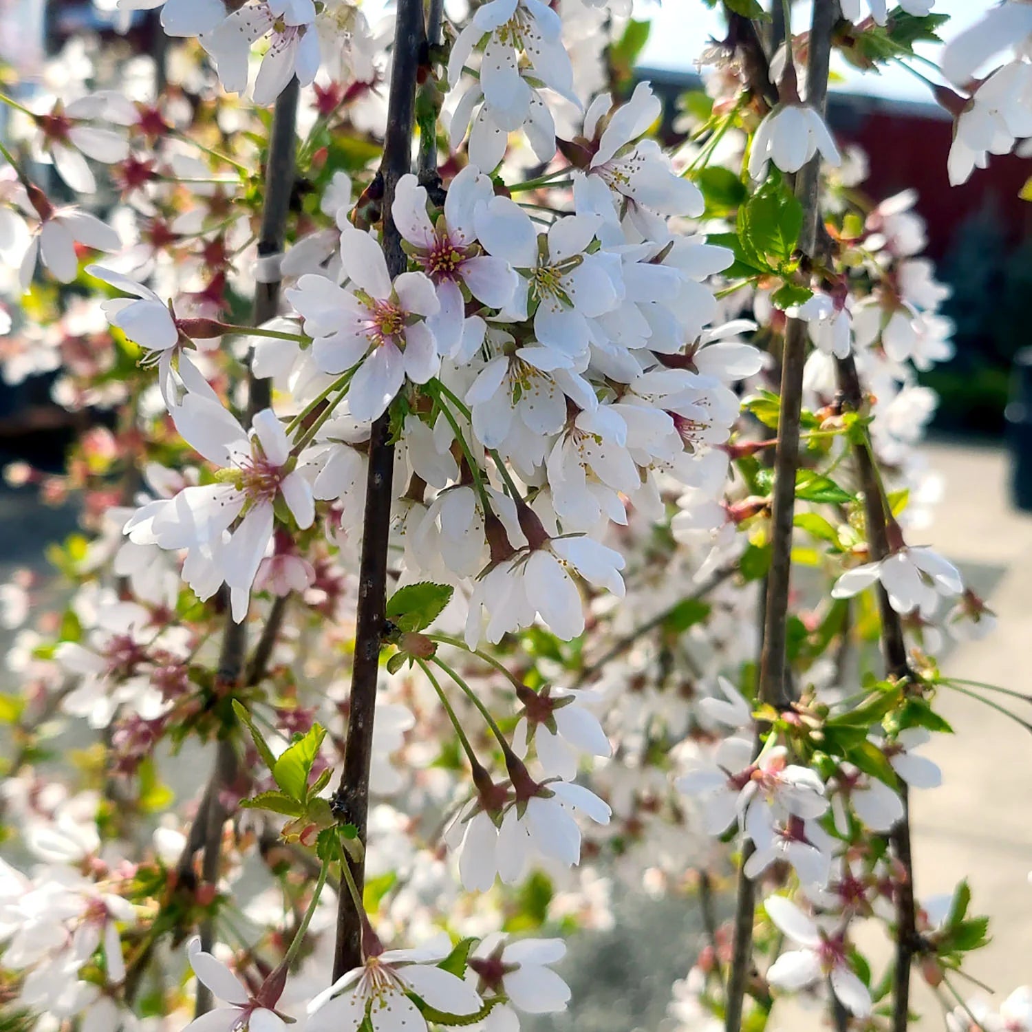 Snow Fountain Weeping Cherry in a nursery pot