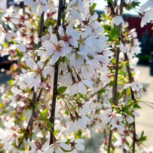 Snow Fountain Weeping Cherry in a nursery pot