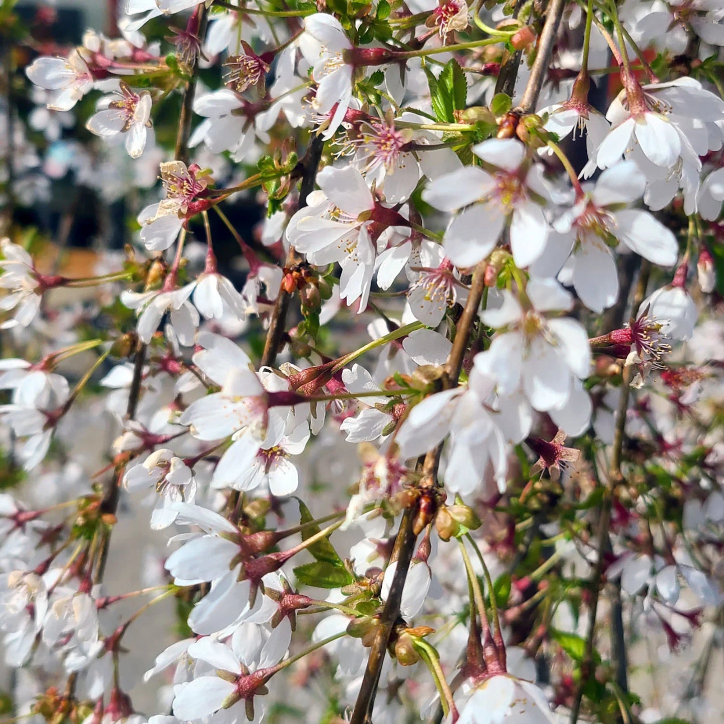 Snow Fountain Weeping Cherry cascading branches with white spring blossoms