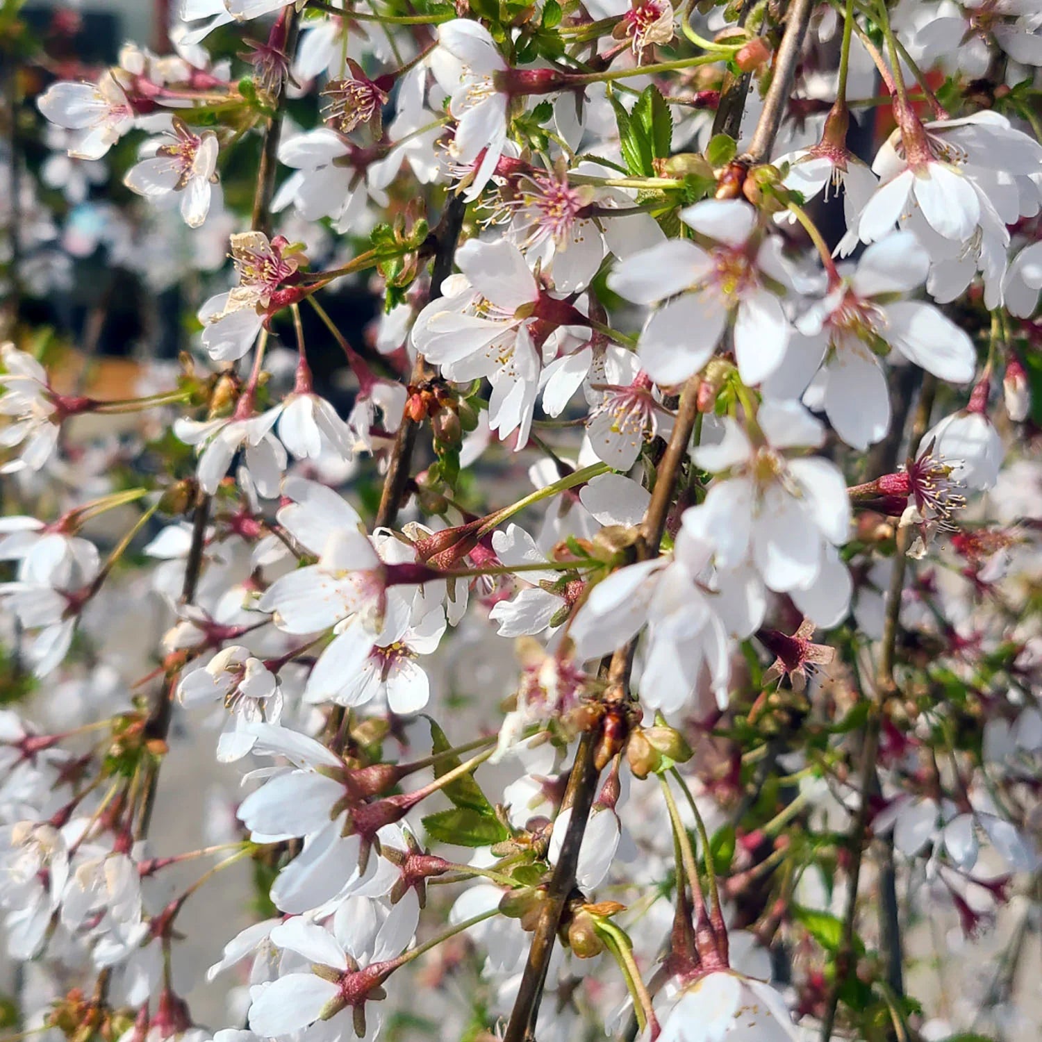 Snow Fountain Weeping Cherry cascading branches with white spring blossoms