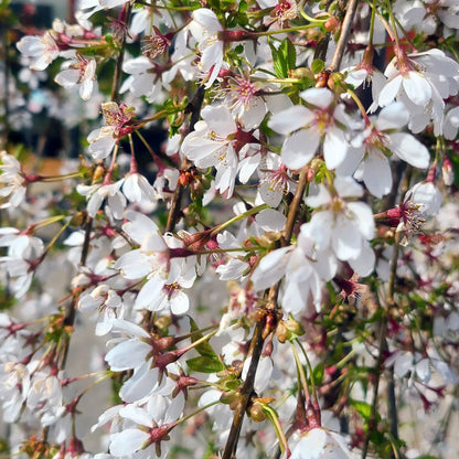 Snow Fountain Weeping Cherry cascading branches with white spring blossoms